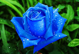 * 파란장미(The Blue Rose), Google