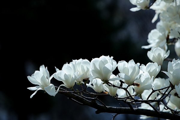 * 목련(학명 Magnolia kobus), Google