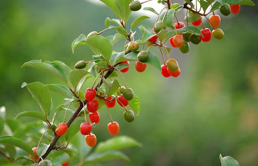 * 한국 전통 보리수나무(학명 Elaeagnus umbellata), Google