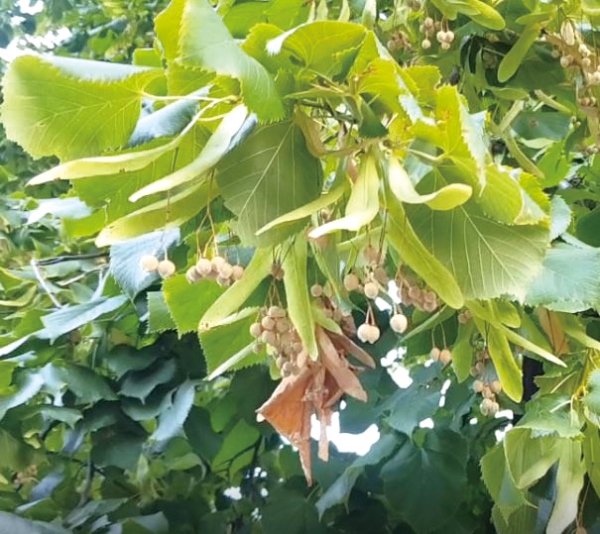 * 슈베르트 보리수(유럽피나무, 학명 Tilia europaea), Google