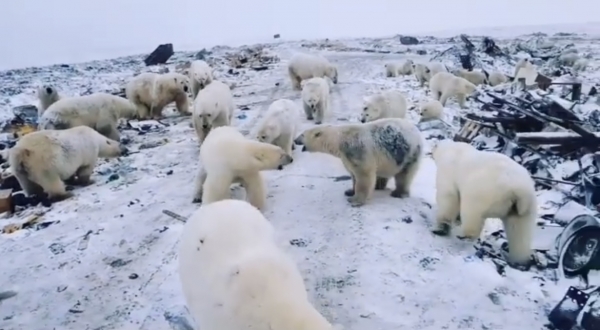 2019년 2월 북극곰 수십 마리가 노바야 제믈랴에 침입해 돌아다니고 있다. (출처: instagram @muah_irinaelis)
