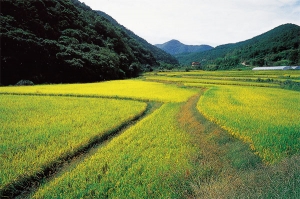 전남 담양의 생오지로 가는 들판. 문순태 산문집  오상조 사진 중에서. 눈빛출판사 제공