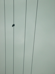 , 2007- 베키 한