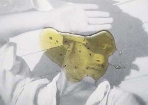 , 2015-2016 - 무스타파 자만