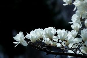 * 목련(학명 Magnolia kobus), Google