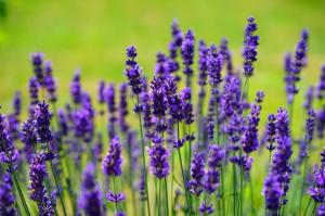 꽃의 패러디(The parody of lavender), Pixabay