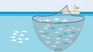 사진 : 유자망을 이용하여 조업을 하는 선박(지갑예인선), 자료 : Marine Stewardship Council