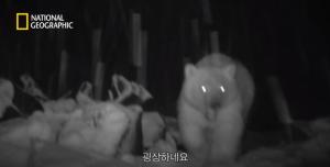 내셔널지오그래픽팀이 카크토빅 마을의 뼈더미 근처에서 관찰 카메라를 통해 포착한 그롤라베어의 모습. (출처: National Geographic Korea/Youtube)