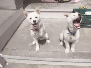 필자의 첫 입양견인 흰순이(왼쪽)와 흰돌이(오른쪽). 필자는 “흰순이가 장애견임을 알고서도 흰돌이와 함께 입양한 것은 내 인생 최고의 선택이었다”라고 말했다.(사진 제공-황동열)