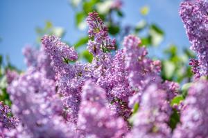 * 라일락(Lilac), Pixabay