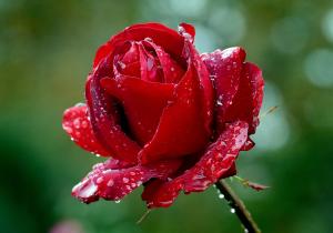 * 장미(Rose)와 자유무역