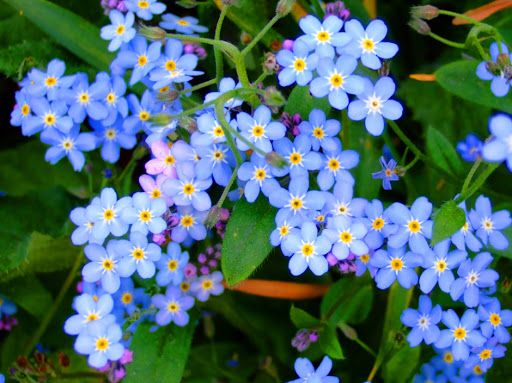 * 물망초(勿忘草 Myosotis), Google