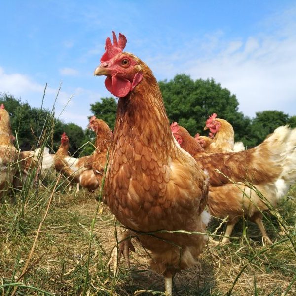 방사 사육 중인 닭의 모습. BHWT(British Hen Welfare Trust)