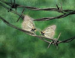 * 나비와 철조망(1957년), 박봉우, Google