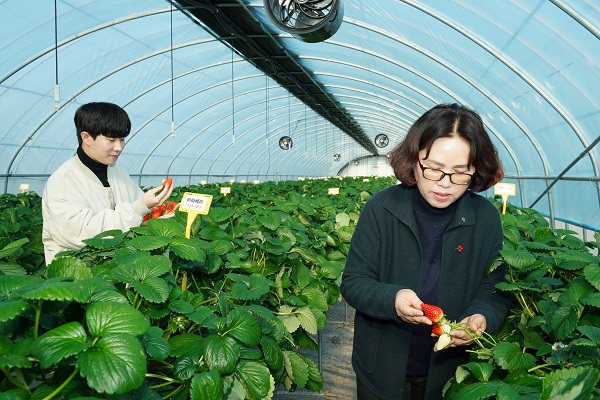 충청남도 농업기술원 딸기연구소에서 딸기 연구원과 파리바게뜨 본사 직원이 베이커리용 딸기를 테스트하고 있다