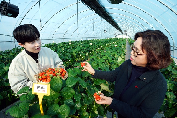 충청남도 농업기술원 딸기연구소에서 딸기 연구원과 파리바게뜨 본사 직원이 베이커리용 딸기를 테스트하고 있다.